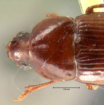 Media type: image;   Entomology 34446 Aspect: pronotum dorsal